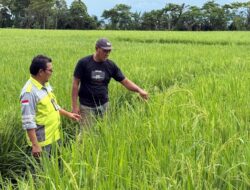 Salam, Manfaatkan Program LRP PT Vale untuk Bangkit Pasca Pembebasan Lahan