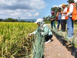 Dua Desa di Baula binaan PT.Vale kembangkan padi organik