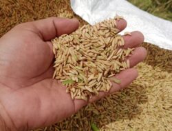 Sarana prasarana jadi kendala Bulog tampung gabah petani