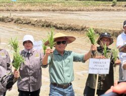 Jaga Ketahanan Pangan Indonesia,PT Vale Kolaborasi Padi Berkelanjutan Hadirkan Transformasi Pertanian Berbasis Inovasi