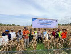Wujudkan Ketahanan Pangan Berkelanjutan, Petani Binaan PT Vale Panen Jagung Pakan di Kolaka