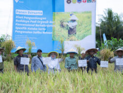 Dukung Asta Cita Presiden dan SDGs Ketahanan Pangan, PT Vale Panen Bersama Demplot Padi Berkelanjutan di Kolaka