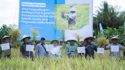 Dukung Asta Cita Presiden dan SDGs Ketahanan Pangan, PT Vale Panen Bersama Demplot Padi Berkelanjutan di Kolaka