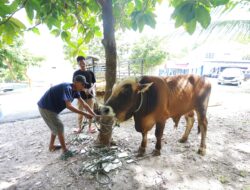 PT Antam Kolaka Serahkan 12 Ekor Hewan Qurban bagi warga Pomalaa