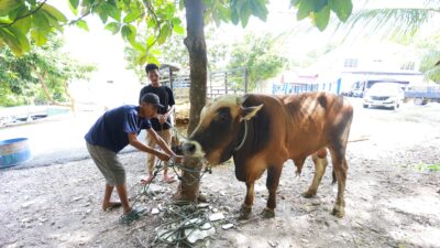 PT Antam Kolaka Serahkan 12 Ekor Hewan Qurban bagi warga Pomalaa