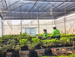 PT Vale IGP Pomalaa Siapkan Satu Juta bibit Dukung Reklamasi Pascatambang